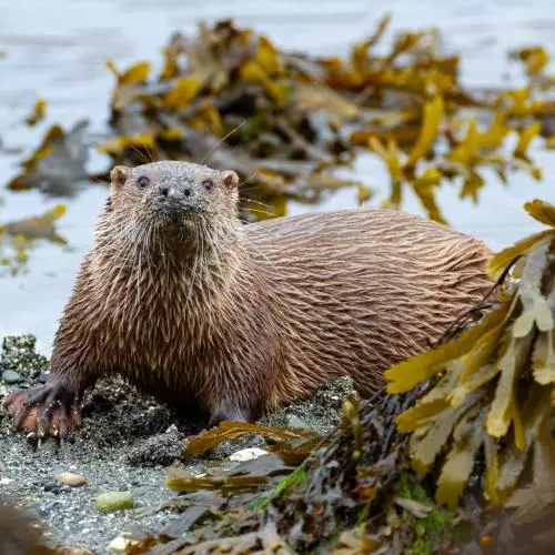 Eurasian Otter